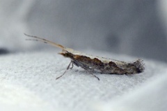 Diamond-back Moth (Plutella xylostella)