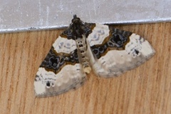 Purple Bar (Cosmorhoe ocellata)