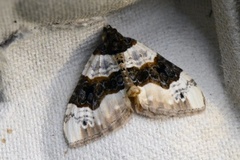 Purple Bar (Cosmorhoe ocellata)