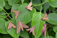 Small Elephant Hawk-moth (Deilephila porcellus)