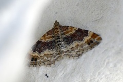 Red Twin-spot Carpet (Xanthorhoe spadicearia)