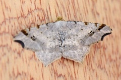 Sharp-angled Peacock (Macaria alternata)