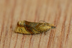 Honeysuckle Bell (Eucosmomorpha albersana)