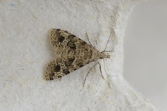 Many-plumed Moth (Alucita hexadactyla)