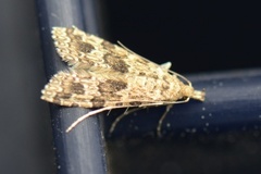 Many-plumed Moth (Alucita hexadactyla)