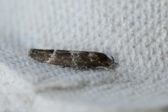 Mompha sturnipennella