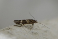 Kentish Cosmet (Mompha sturnipennella)