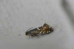 Glyphipterix forsterella