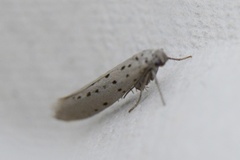 Smørbukkspinnmøll (Yponomeuta sedella)