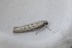 Smørbukkspinnmøll (Yponomeuta sedella)