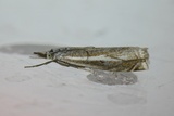 Smalstreknebbmott (Crambus lathoniellus)
