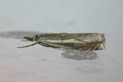 Smalstreknebbmott (Crambus lathoniellus)