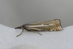 Hook-streaked Grass-Veneer (Crambus lathoniellus)