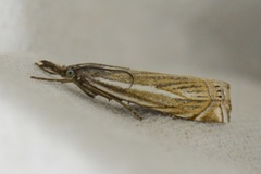 Smalstreknebbmott (Crambus lathoniellus)