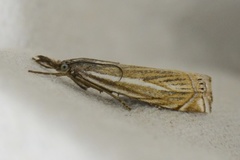 Hook-streaked Grass-Veneer (Crambus lathoniellus)