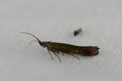 Kløversekkmøll (Coleophora deauratella)