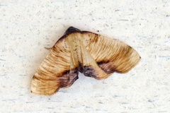 Scorched Wing (Plagodis dolabraria)