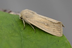 Punktgressfly (Leucania obsoleta)