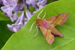 Small Elephant Hawk-moth (Deilephila porcellus)