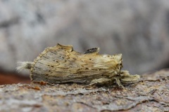 Nebbspinner (Pterostoma palpina)