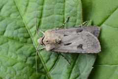 Heart and Dart (Agrotis exclamationis)