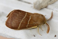 Fox Moth (Macrothylacia rubi)