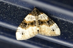 Purple Bar (Cosmorhoe ocellata)