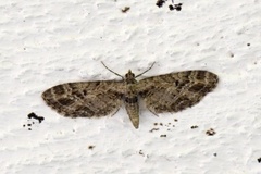 Strekdvergmåler (Eupithecia exiguata)