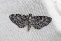 Oak-tree Pug (Eupithecia dodoneata)