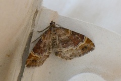 Red Twin-spot Carpet (Xanthorhoe spadicearia)