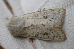 Punktseljefly (Orthosia gracilis)