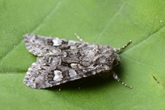 Glaucous Shears (Papestra biren)