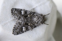 Glaucous Shears (Papestra biren)