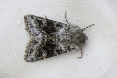 Broad-barred White (Hecatera bicolorata)
