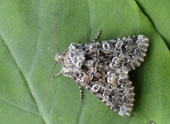 Tawny Shears (Hadena perplexa)
