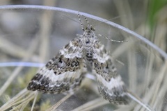 Grå mauremåler (Epirrhoe alternata)