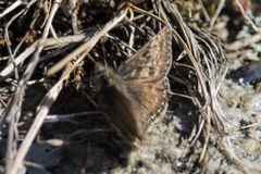 Dingy Skipper (Erynnis tages)
