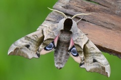 Kveldpåfugløye (Smerinthus ocellata)