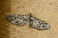 Strekdvergmåler (Eupithecia exiguata)