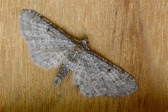 Engdvergmåler (Eupithecia satyrata)