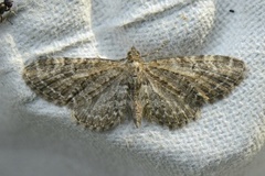 Vinkeldvergmåler (Eupithecia vulgata)