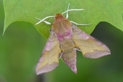 Liten snabelsvermer (Deilephila porcellus)