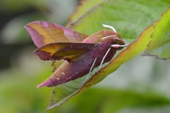 Small Elephant Hawk-moth (Deilephila porcellus)