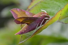 Liten snabelsvermer (Deilephila porcellus)