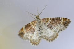 Red Twin-spot Carpet (Xanthorhoe spadicearia)