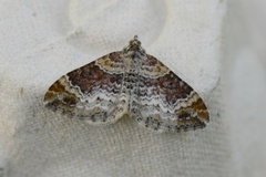 Red Twin-spot Carpet (Xanthorhoe spadicearia)