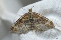 Red Twin-spot Carpet (Xanthorhoe spadicearia)