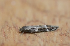 Mompha sturnipennella