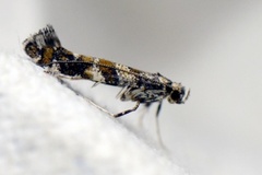 Lilac Leafminer (Gracillaria syringella)