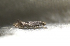 Elachista canapennella